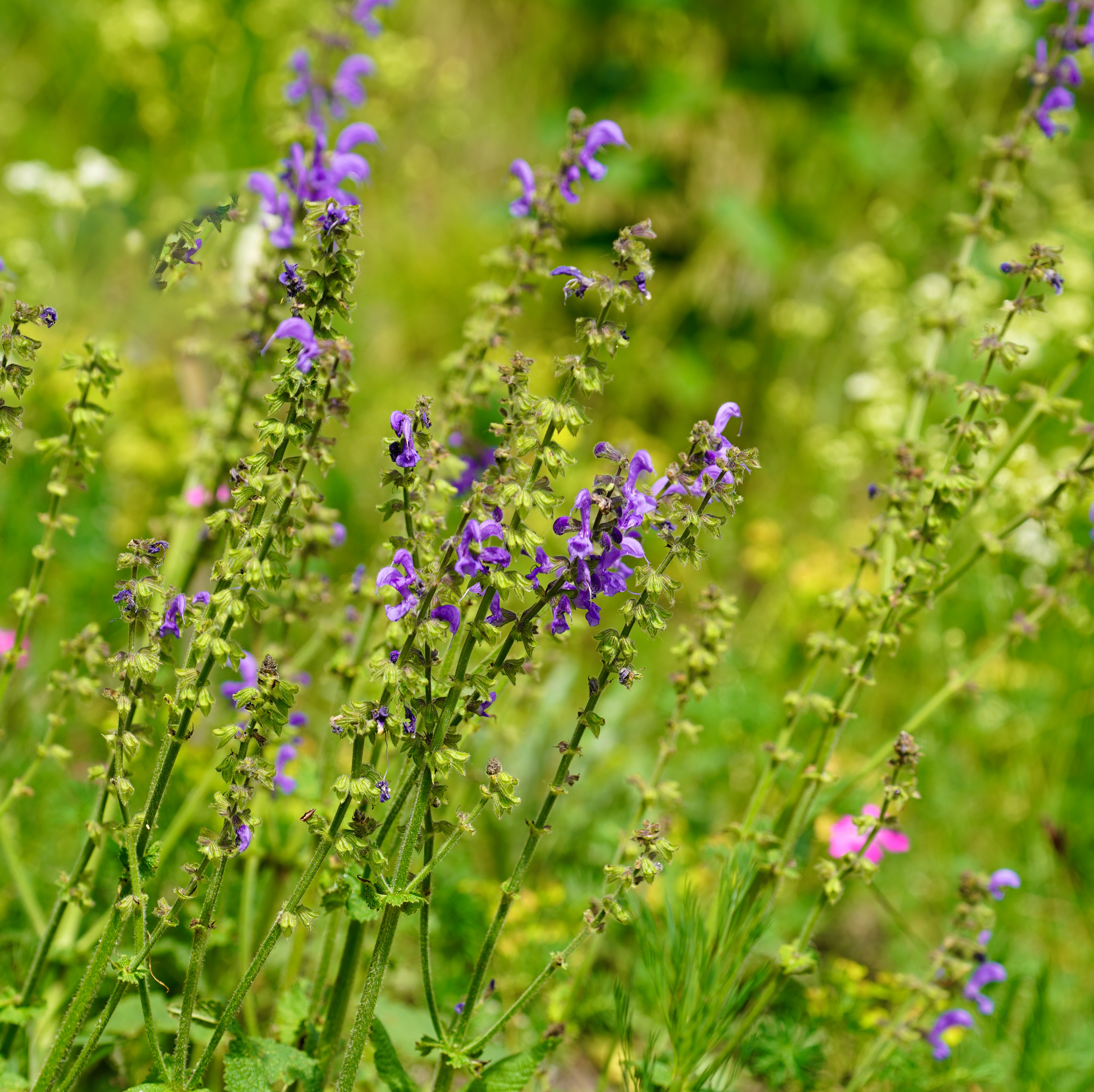 Wiesensalbei