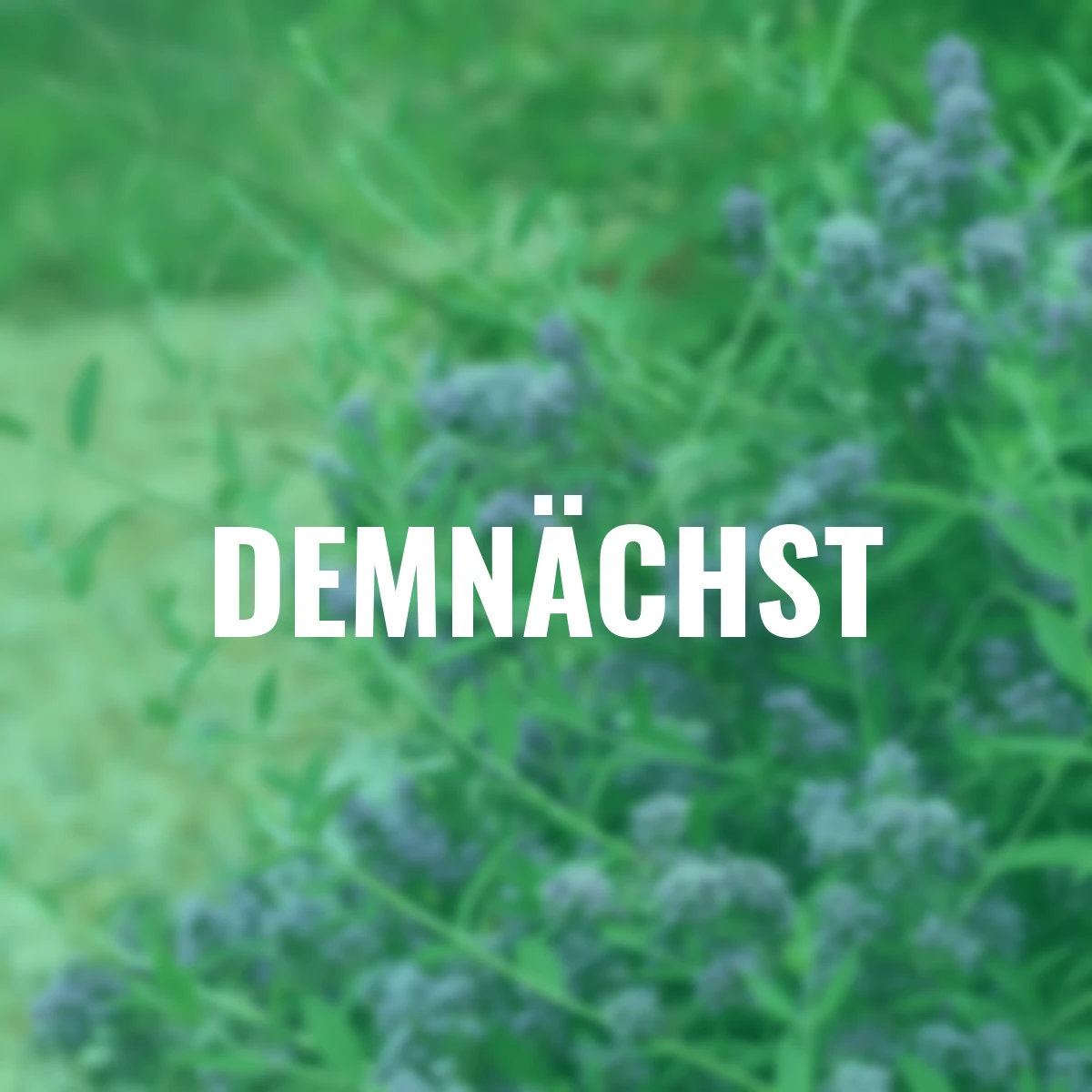 Hänge-Sommerflieder Unique®