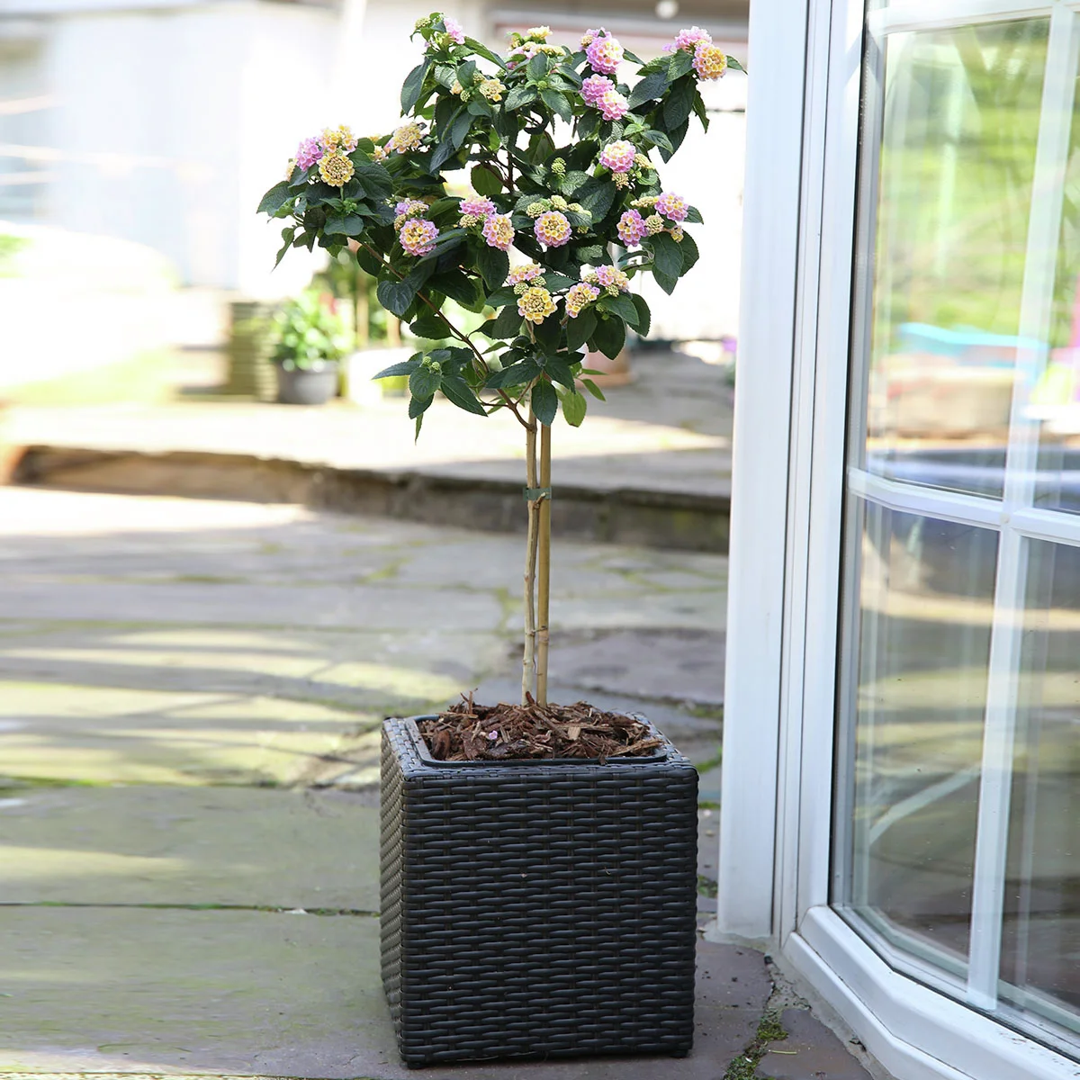 Wandelröschen-Stämmchen, rosa