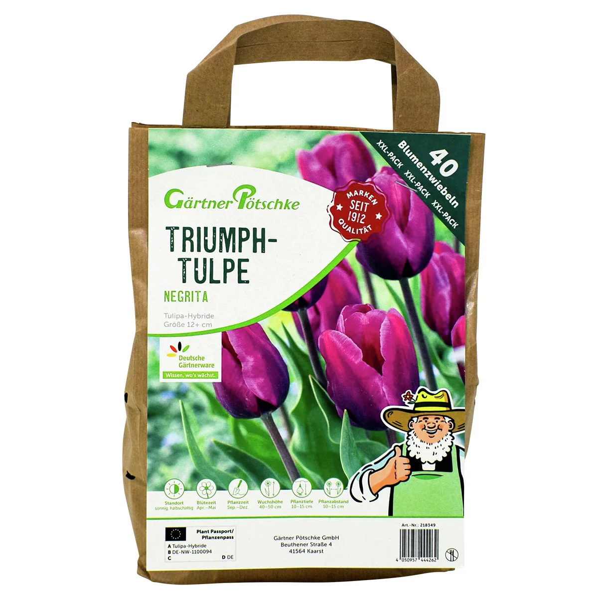 Tulpe Negrita, XXL-Pack.