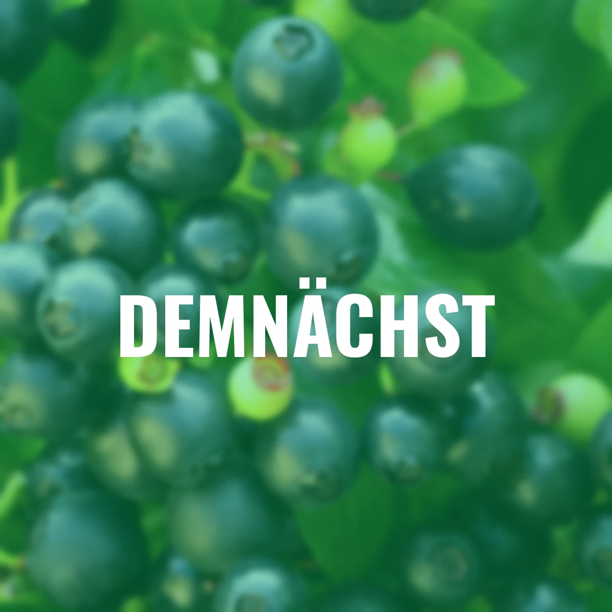 Heidelbeere BrazelBerry® Berry Bux®, im ca. 17 cm-Topf