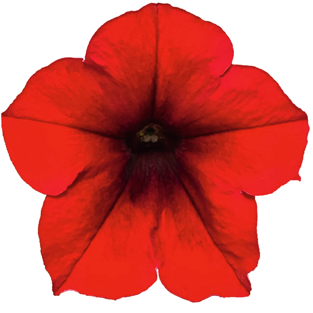 Riesenhängepetunie AlpeTunia® Red Velvet