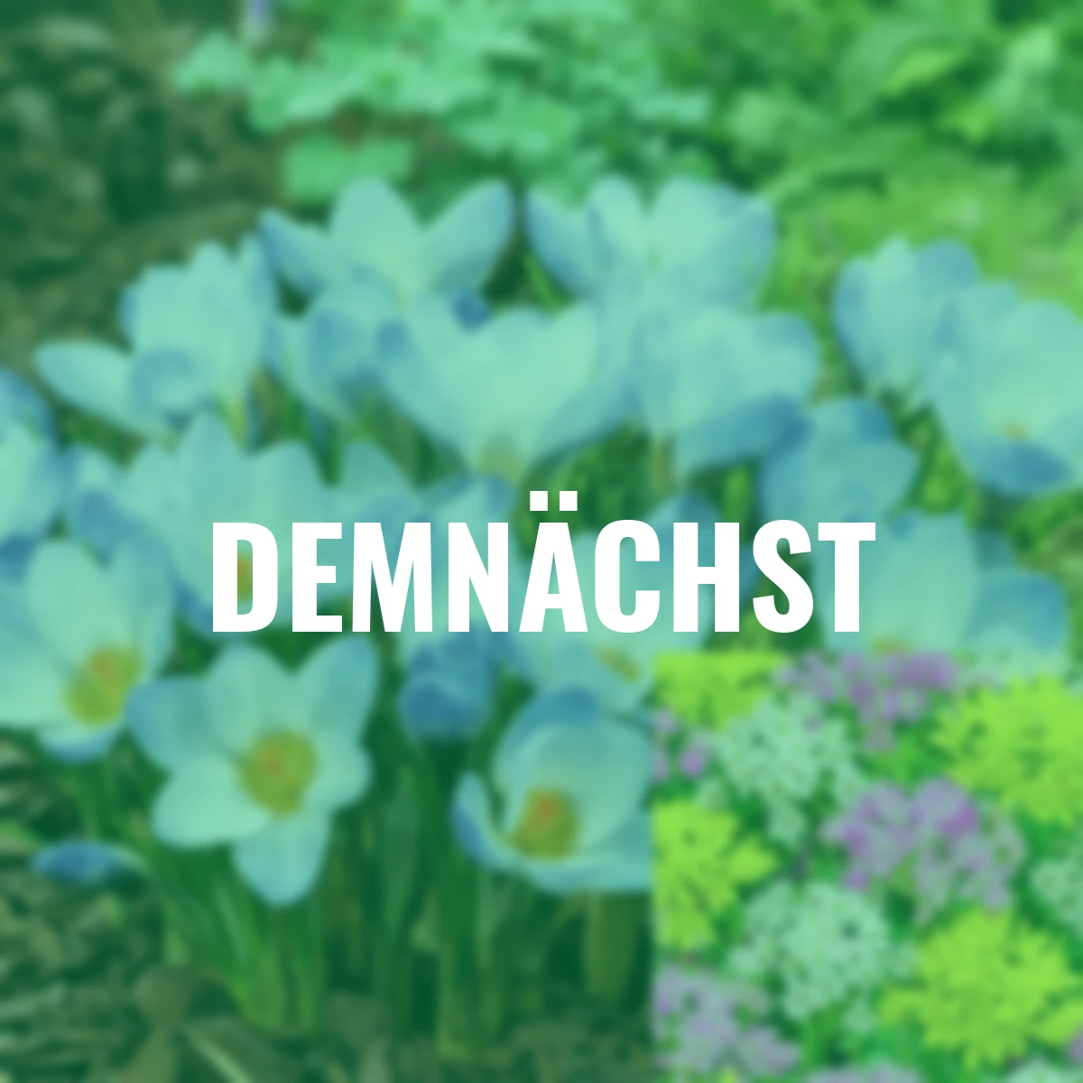 Wildkrokus Blaue Perle + gratis Zierlauchmischung