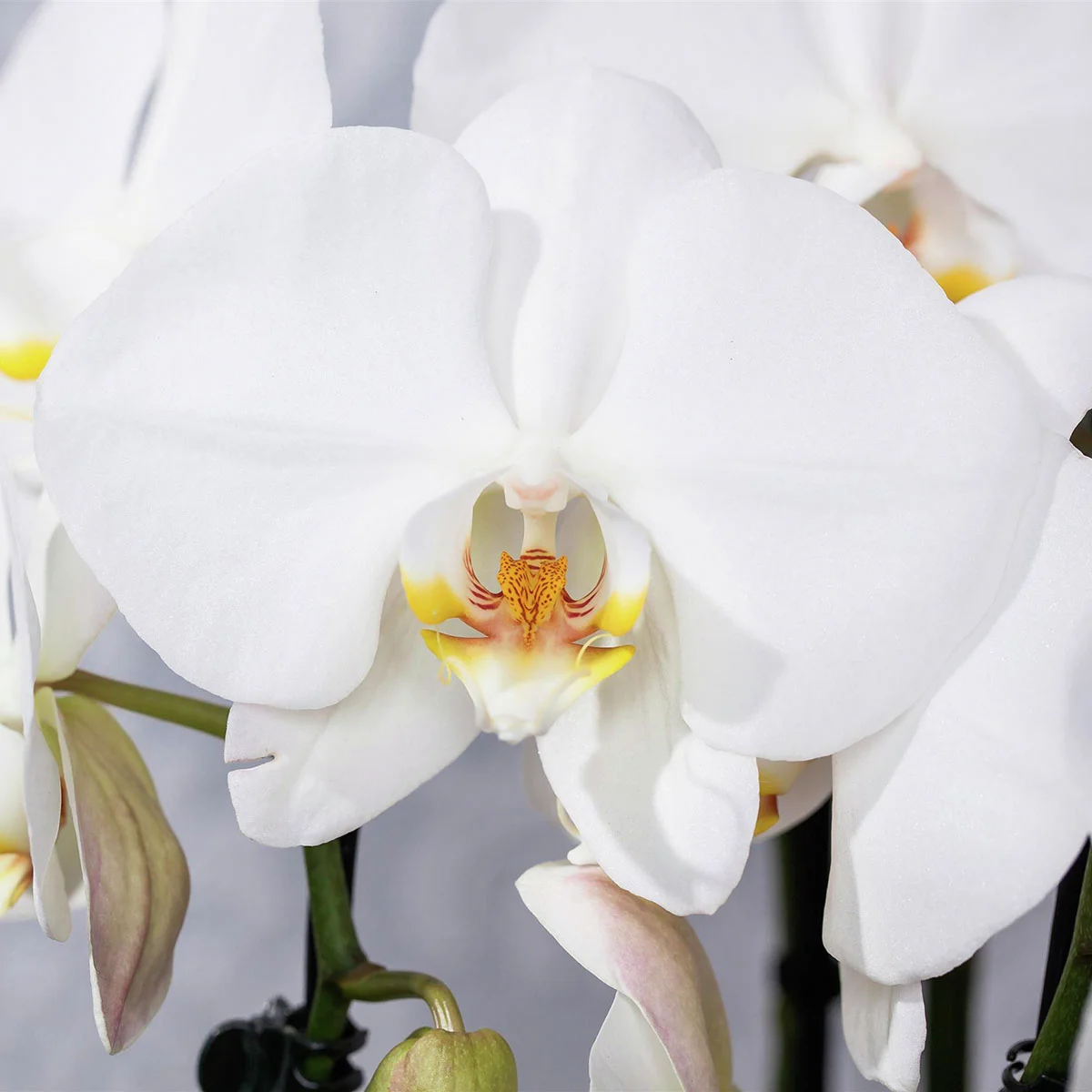 Schmetterlings-Orchidee Grandiflora, Höhe ca. 50-60 cm