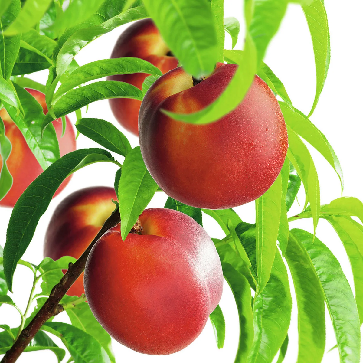 Nektarine Fantasia, im 23 cm-Topf