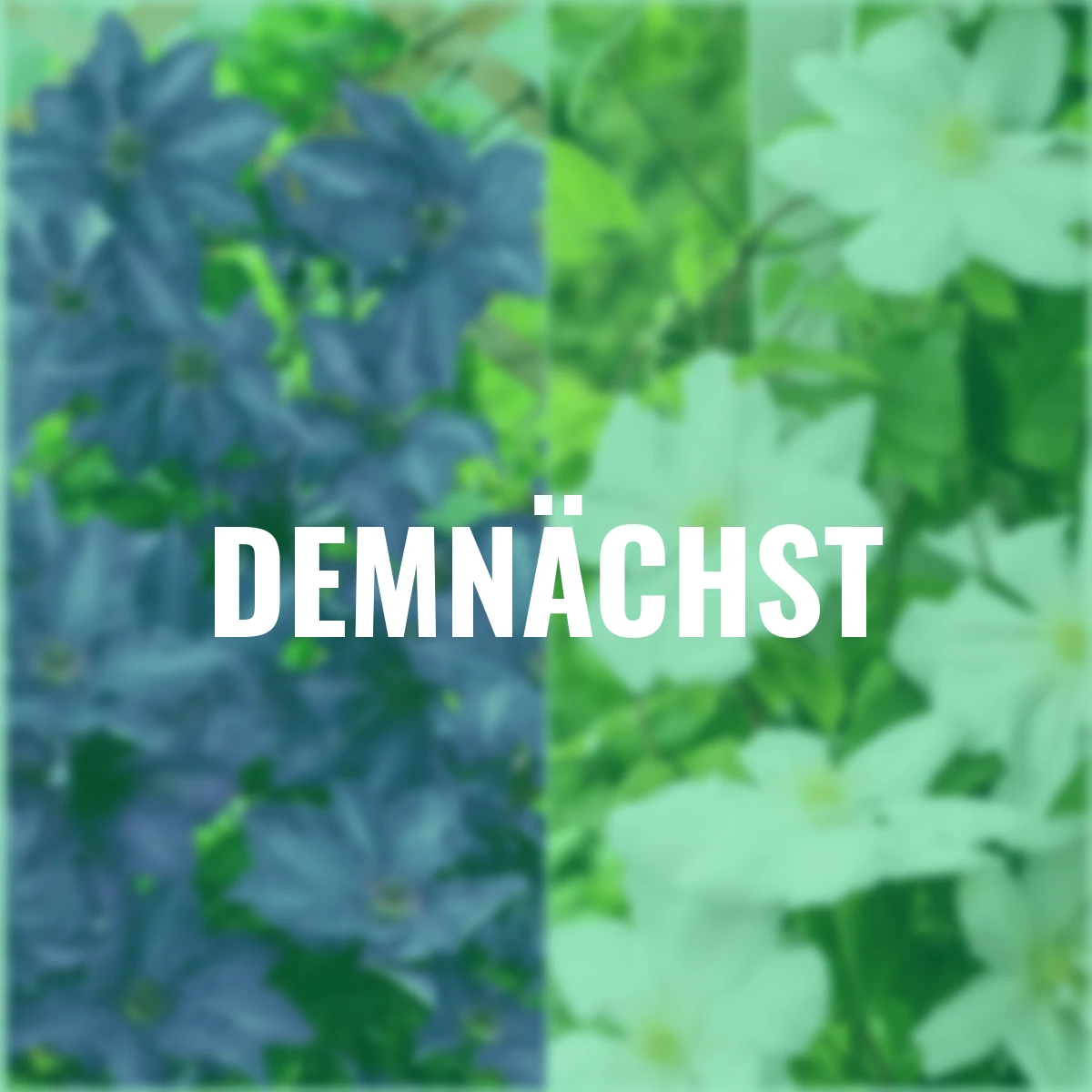 Spar-Set Clematis Gartenzauber-Duo