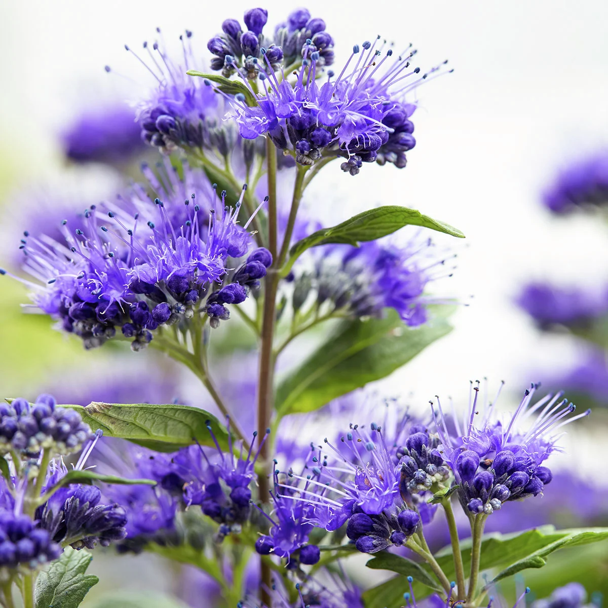 Bartblume Grand Blue®, im ca. 19 cm-Topf