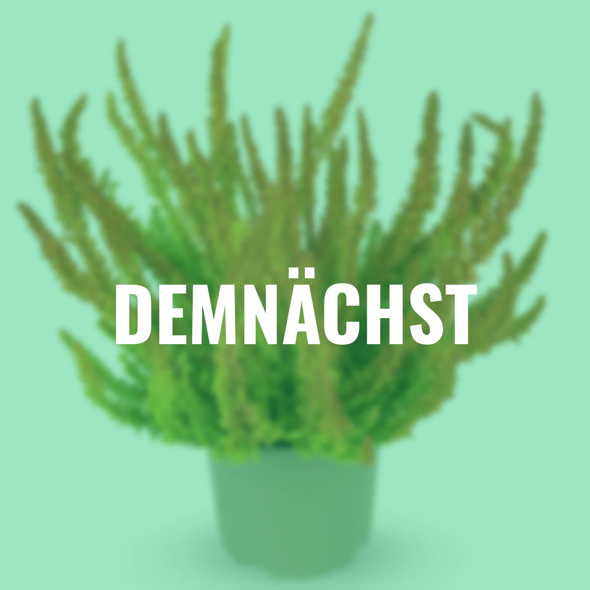 Knospenheide Gardengirls® Zoe, orange-rot