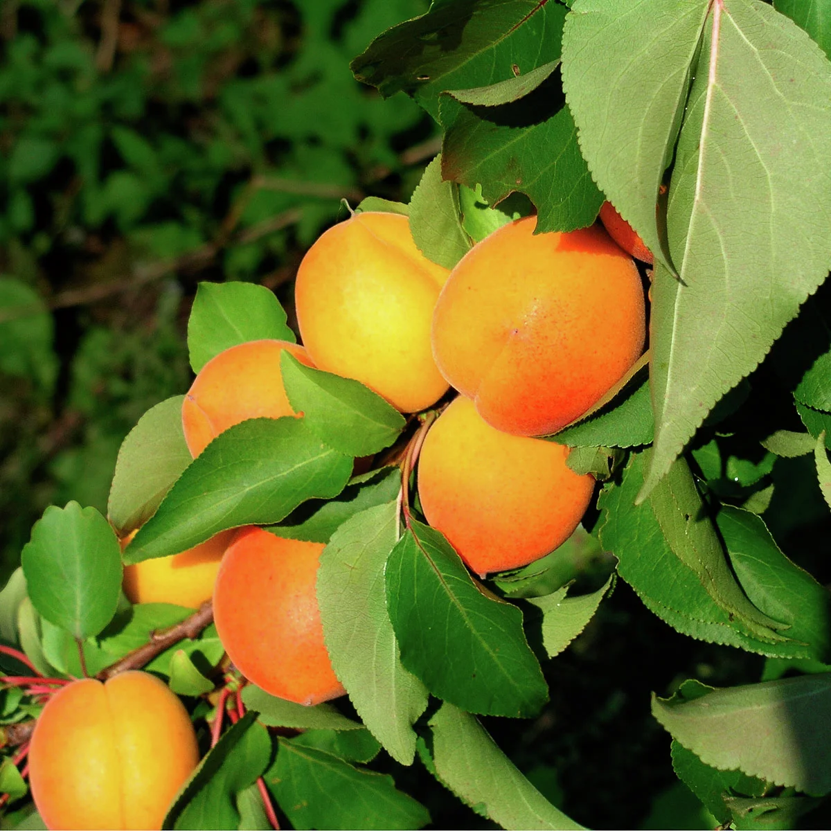 Zwergobst Aprikose Compacta