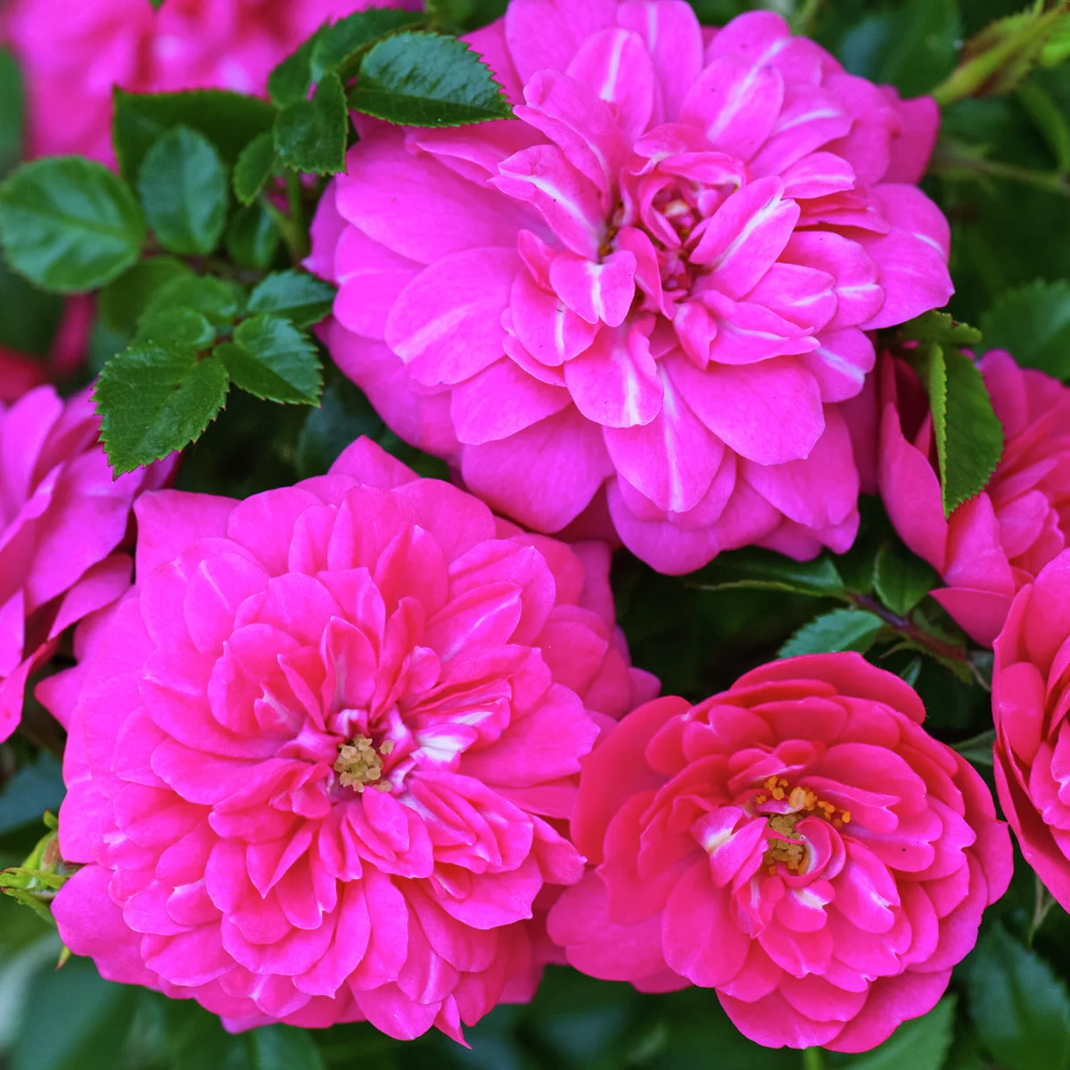 Bodendeckerrose Knirps®