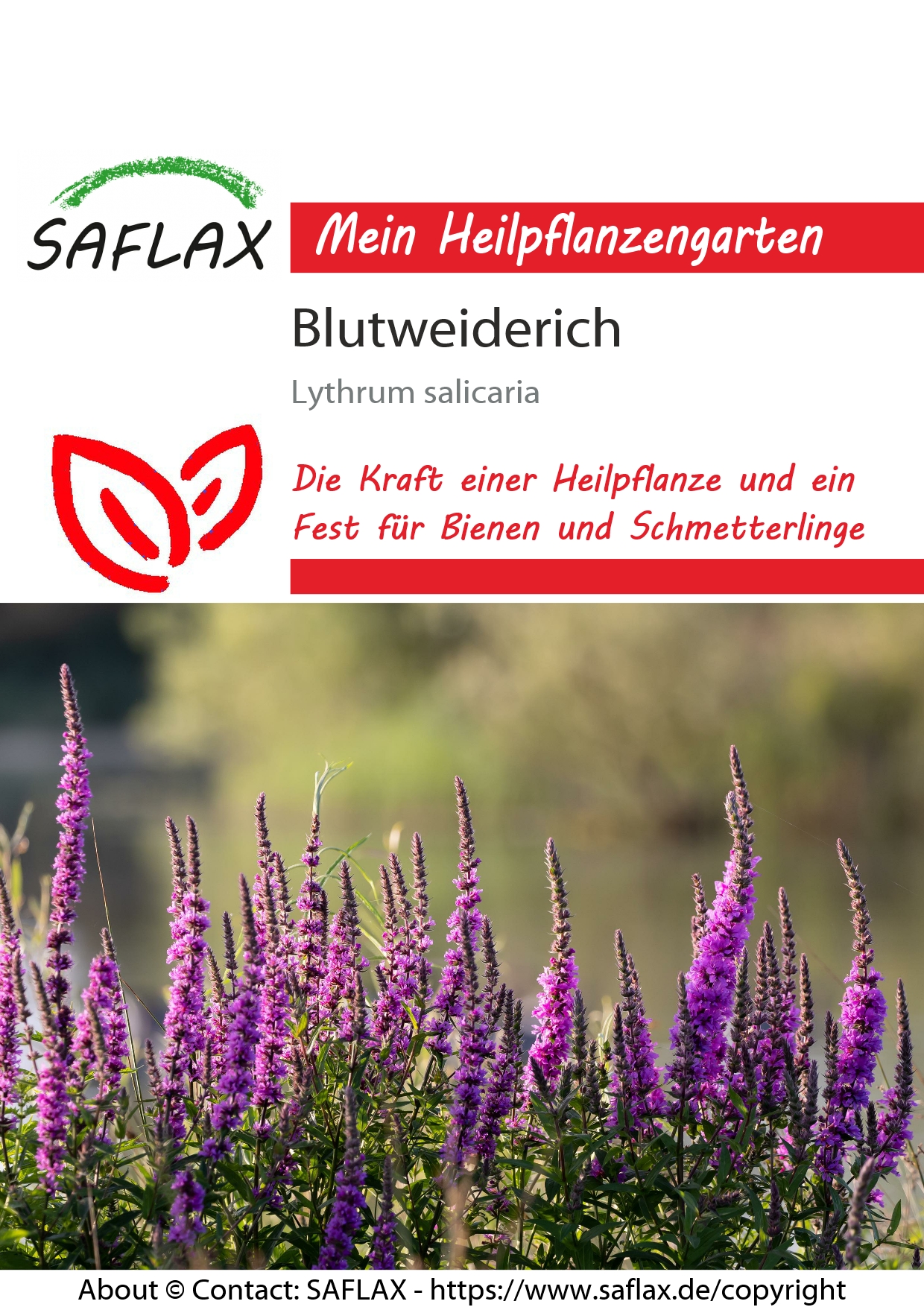 Blutweiderich - Samen