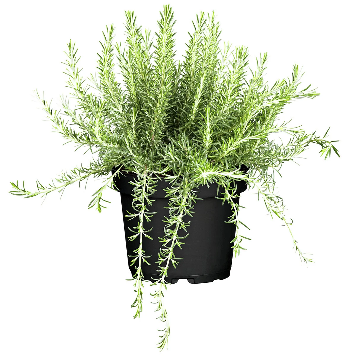 Eataliano Kriechender Rosmarin