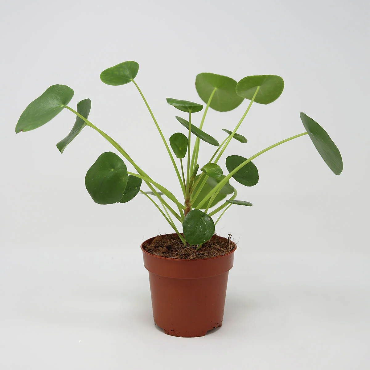 Chinesischer Geldbaum, Höhe ca. 15-25 cm