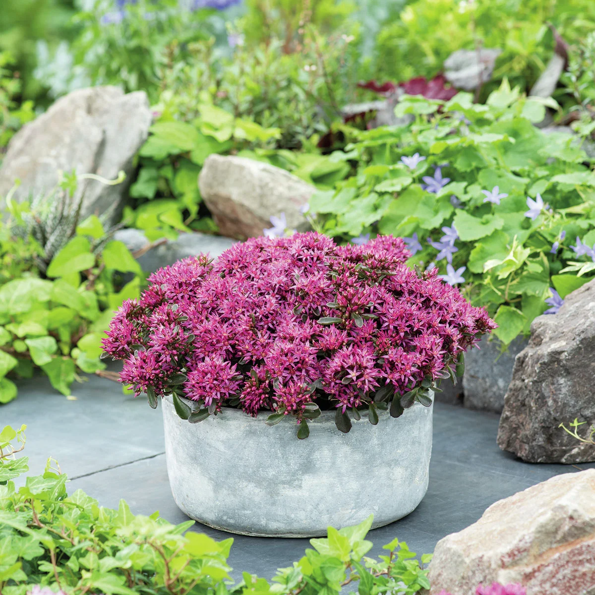 Garten-Teppich-Fettblatt Deep Rose, XL-Qualität