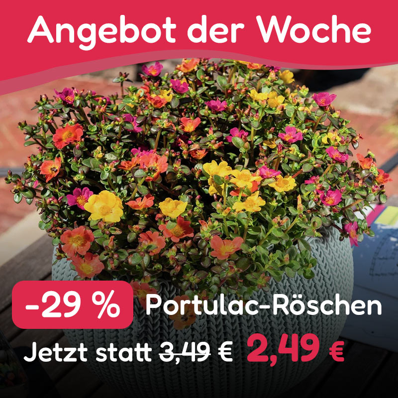 Angebot der Woche