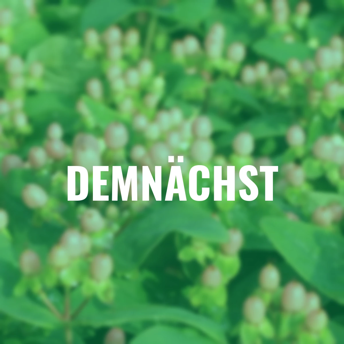 Johanniskraut Miracle Blossom