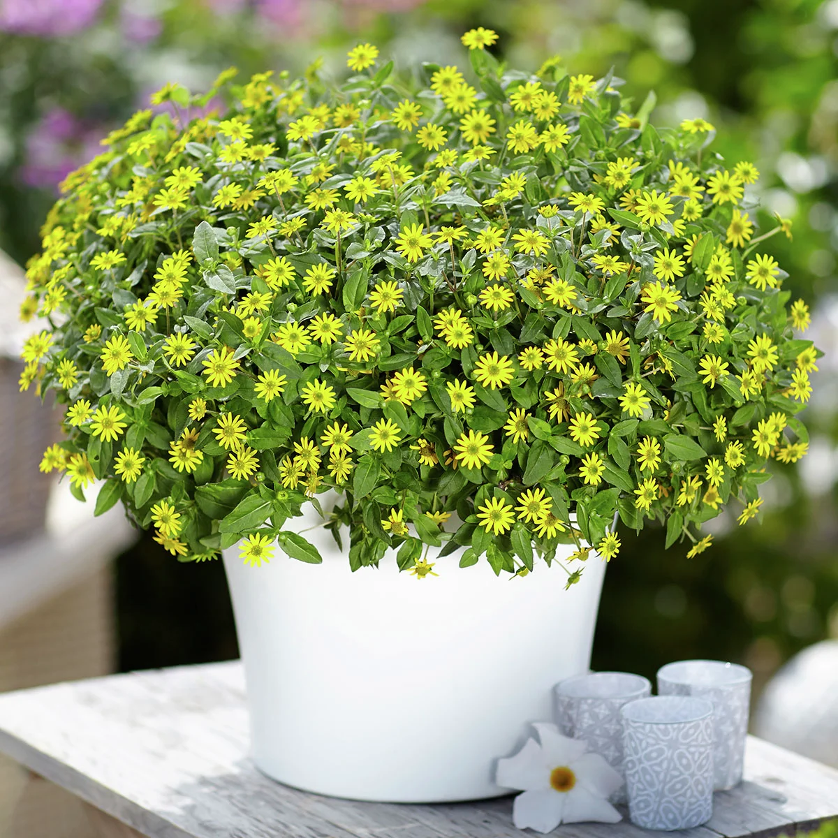 Gelbes Husarenknöpfchen