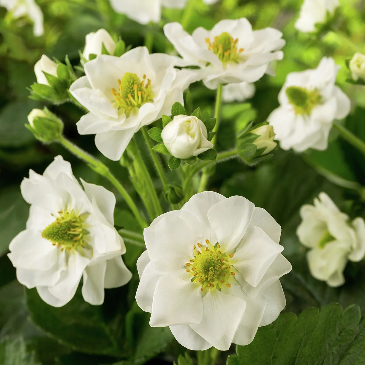 Balkon-Erdbeere, weißblütig