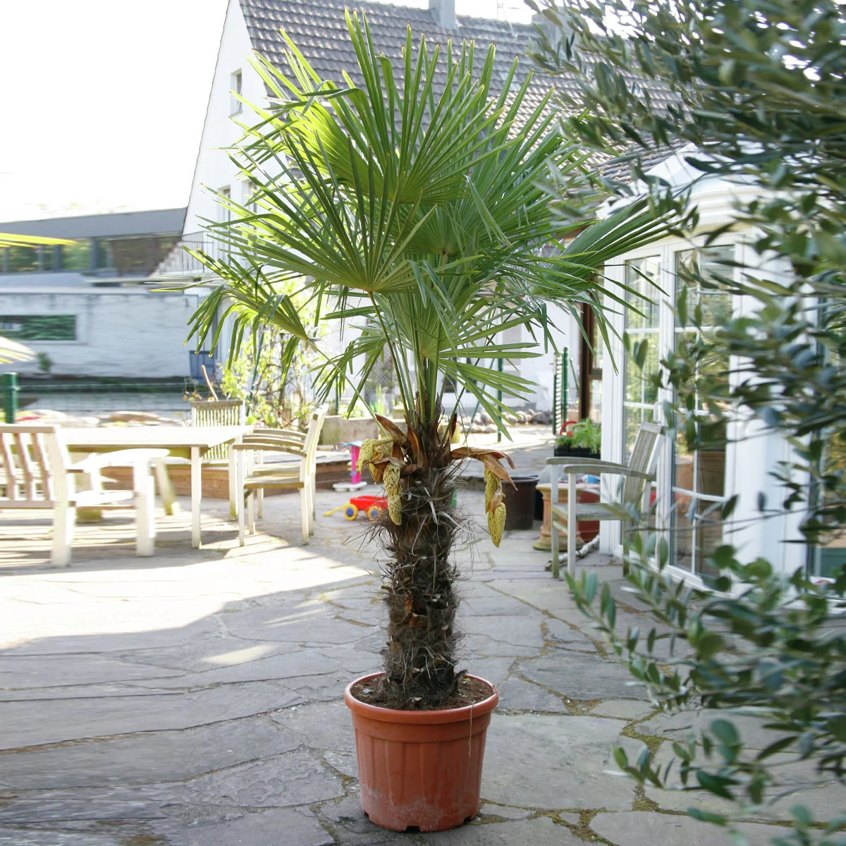 Hanfpalme XXL, im ca. 45 cm-Topf