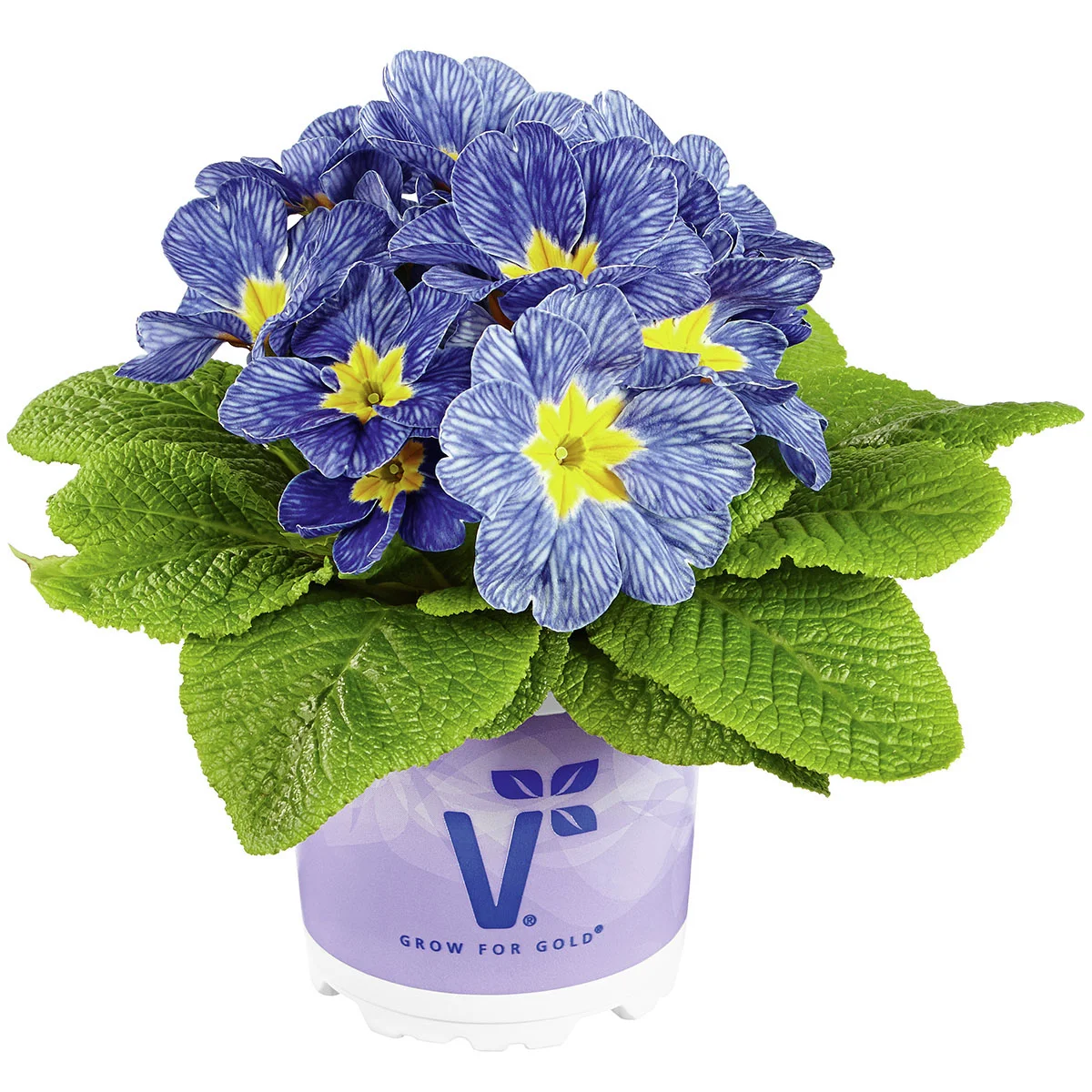 Ozean-Primel Nautilus® Blue Vein