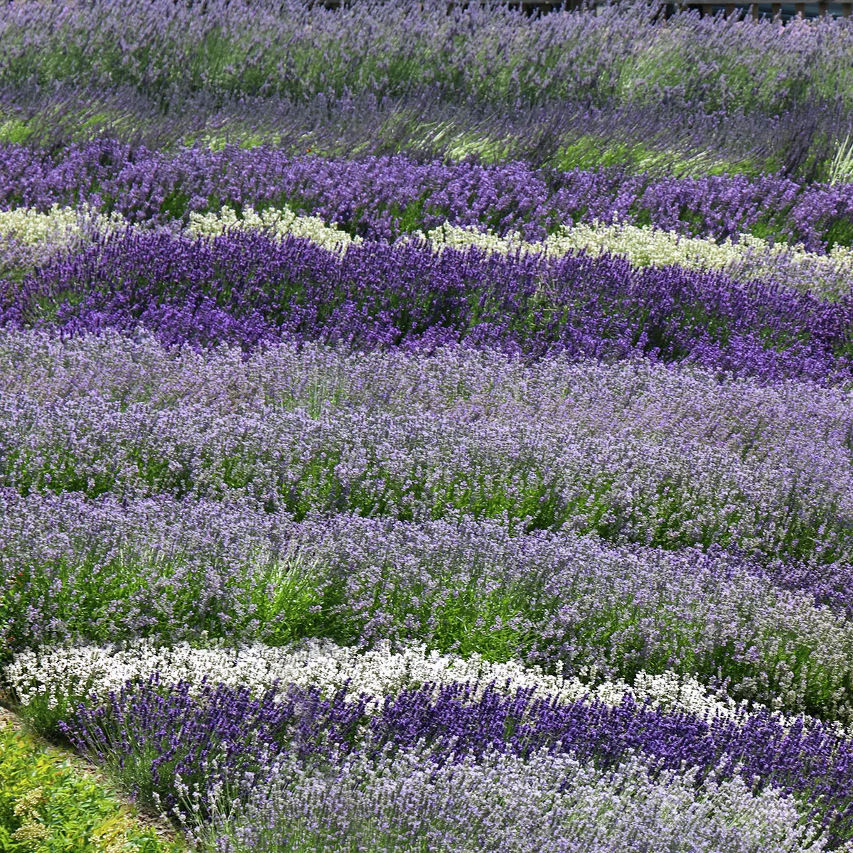 Englischer Lavendel Richard Gray