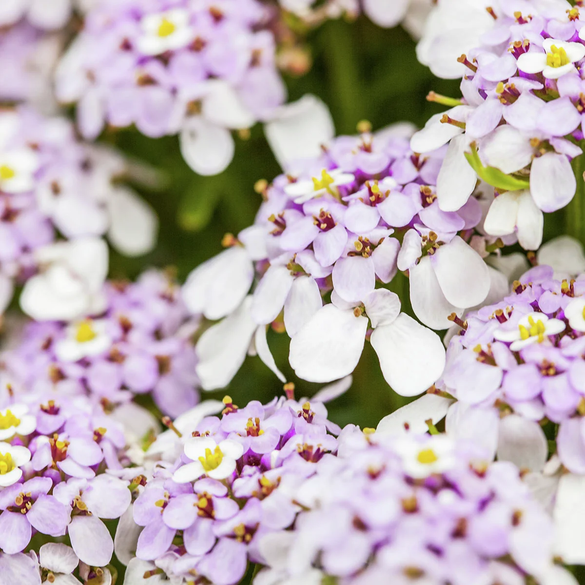 Immergrüne Schleifenblume, pink-violett