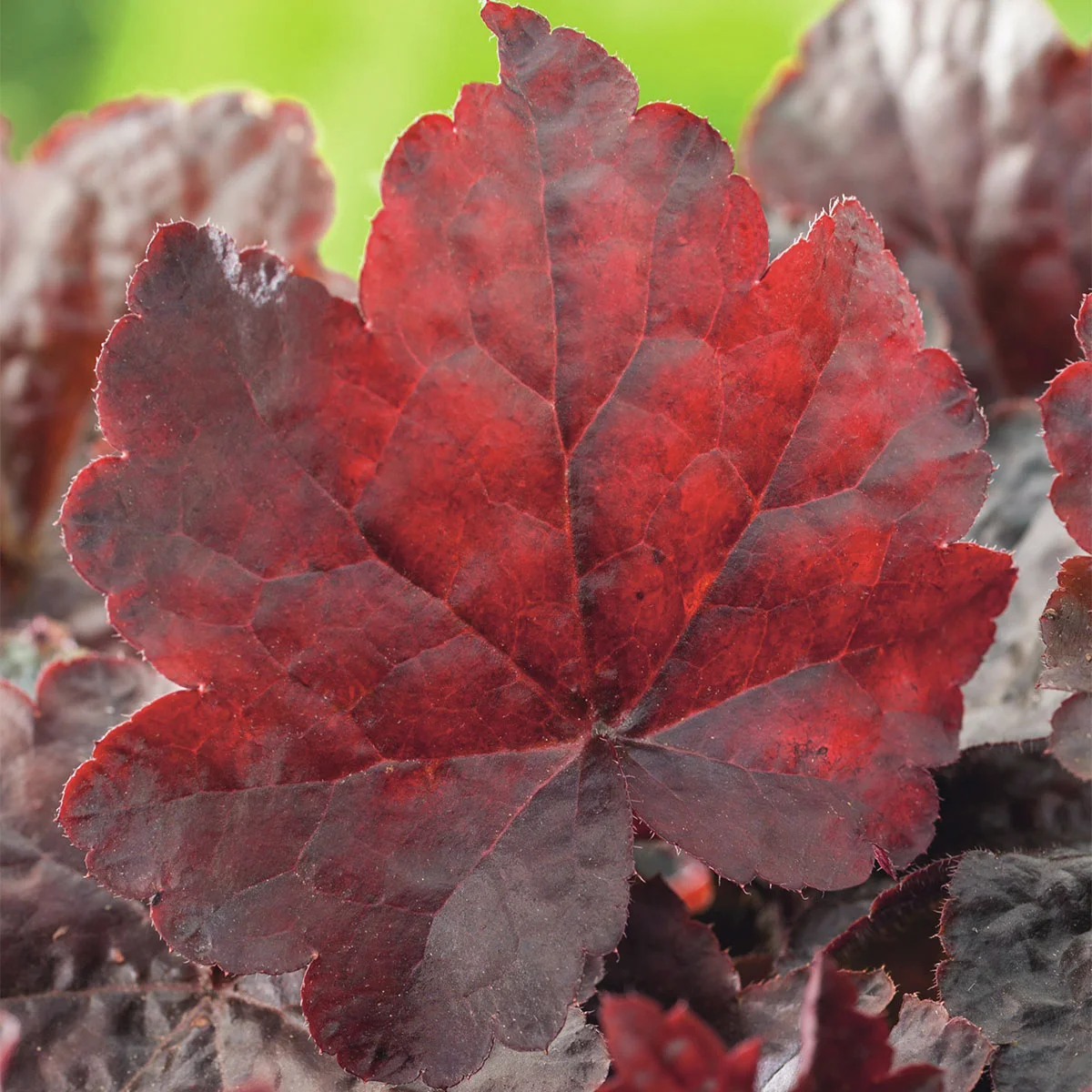 Purpurglöckchen Palace Purple