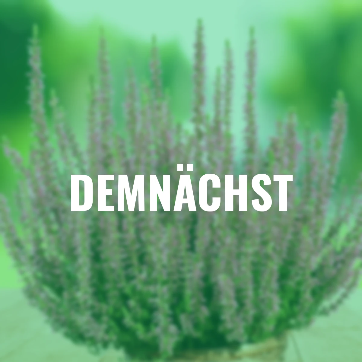 Set Knospenheide Gardengirls®, 8er-Set