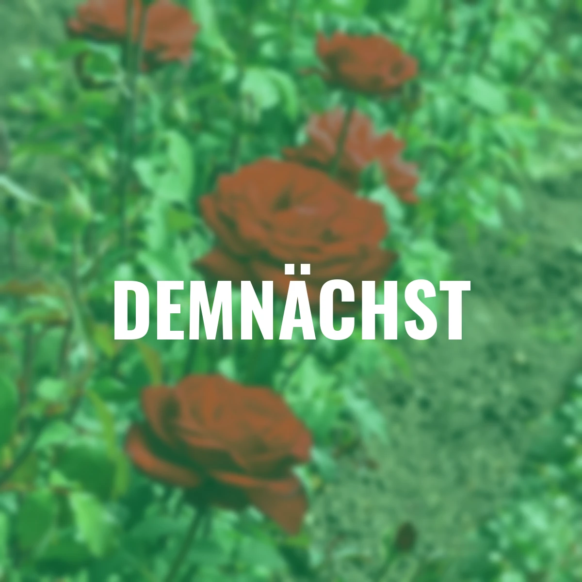 Edelrose Burgundy Vaza, wurzelverpackt