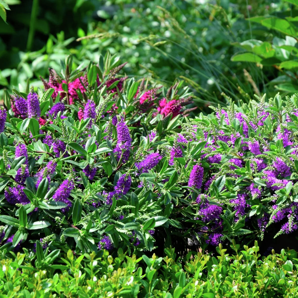 Blaue Strauchveronika