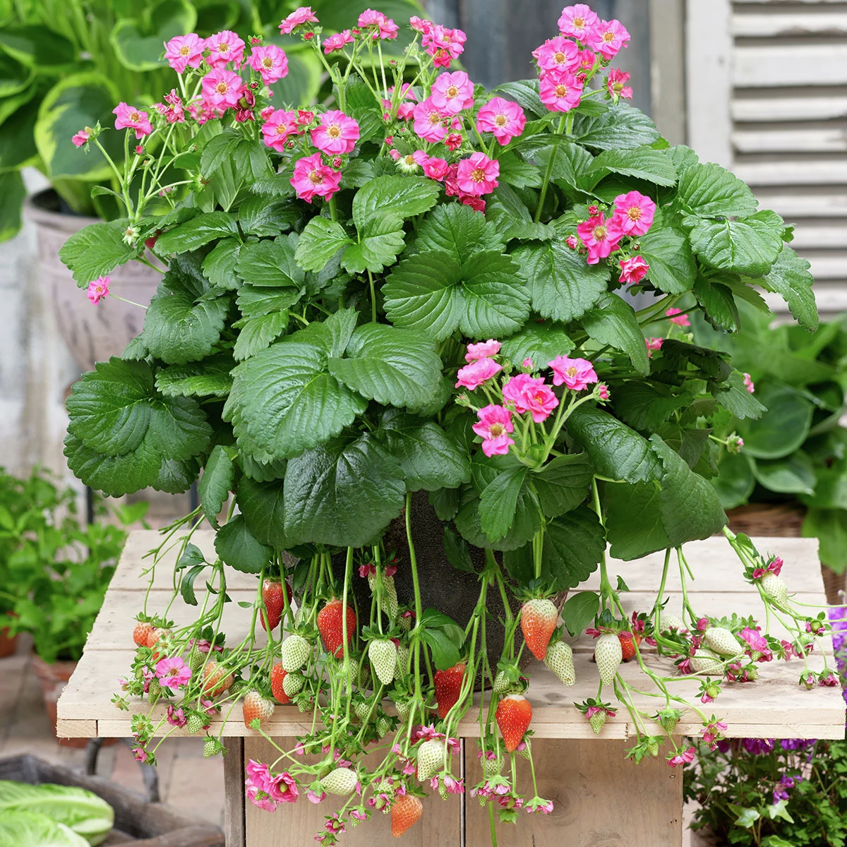 Balkon-Erdbeere, rosablütig