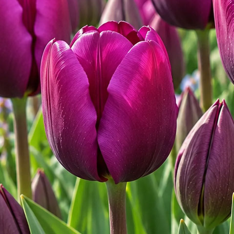 Tulpe Negrita, XXL-Packung
