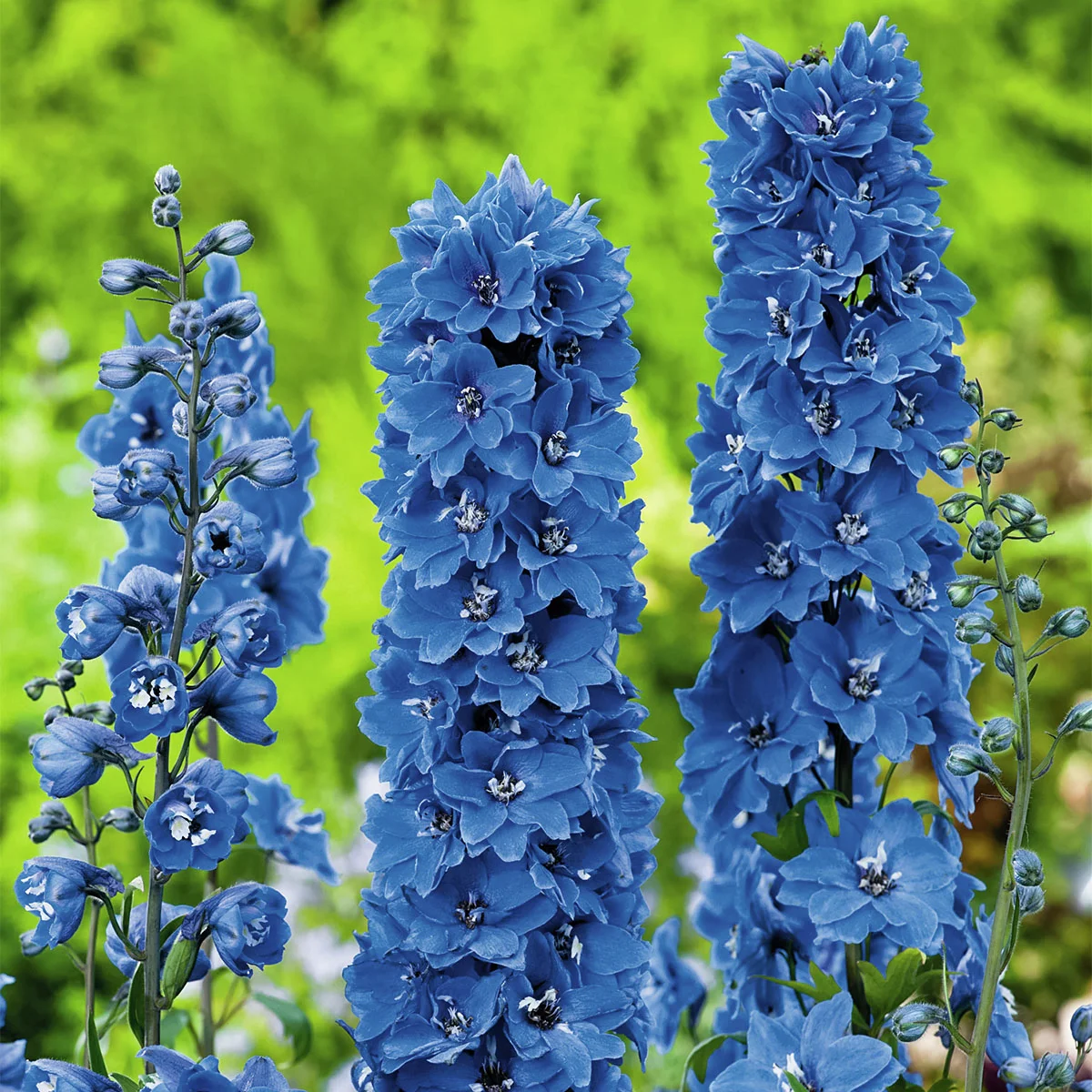 Staudenrittersporn, dunkelblau