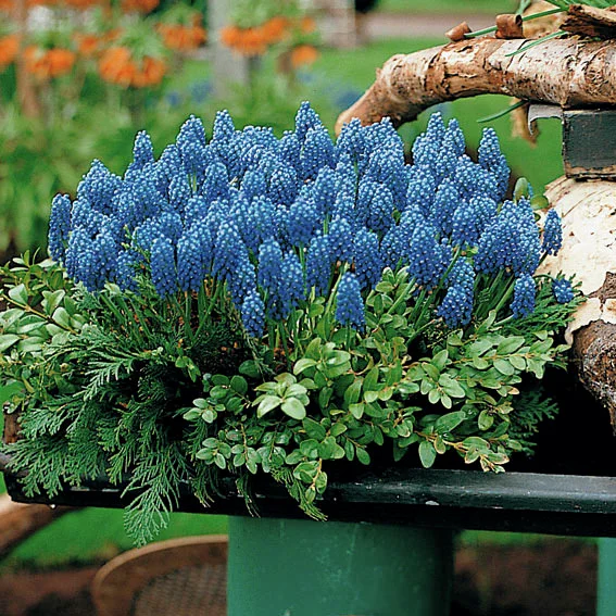 Traubenhyazinthe, blau
