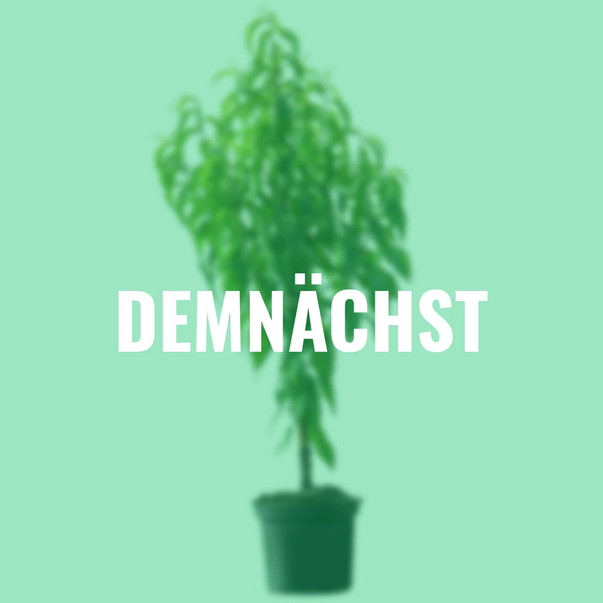 Rotfleischiger Pfirsich