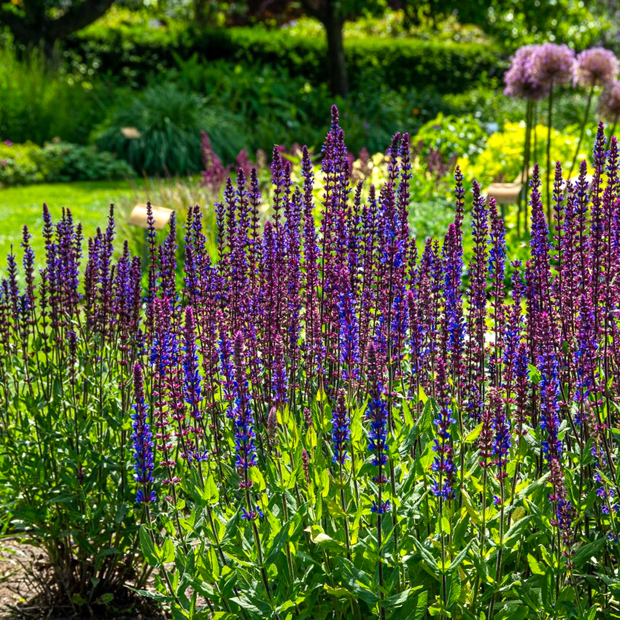 Blüten Salbei Caradonna