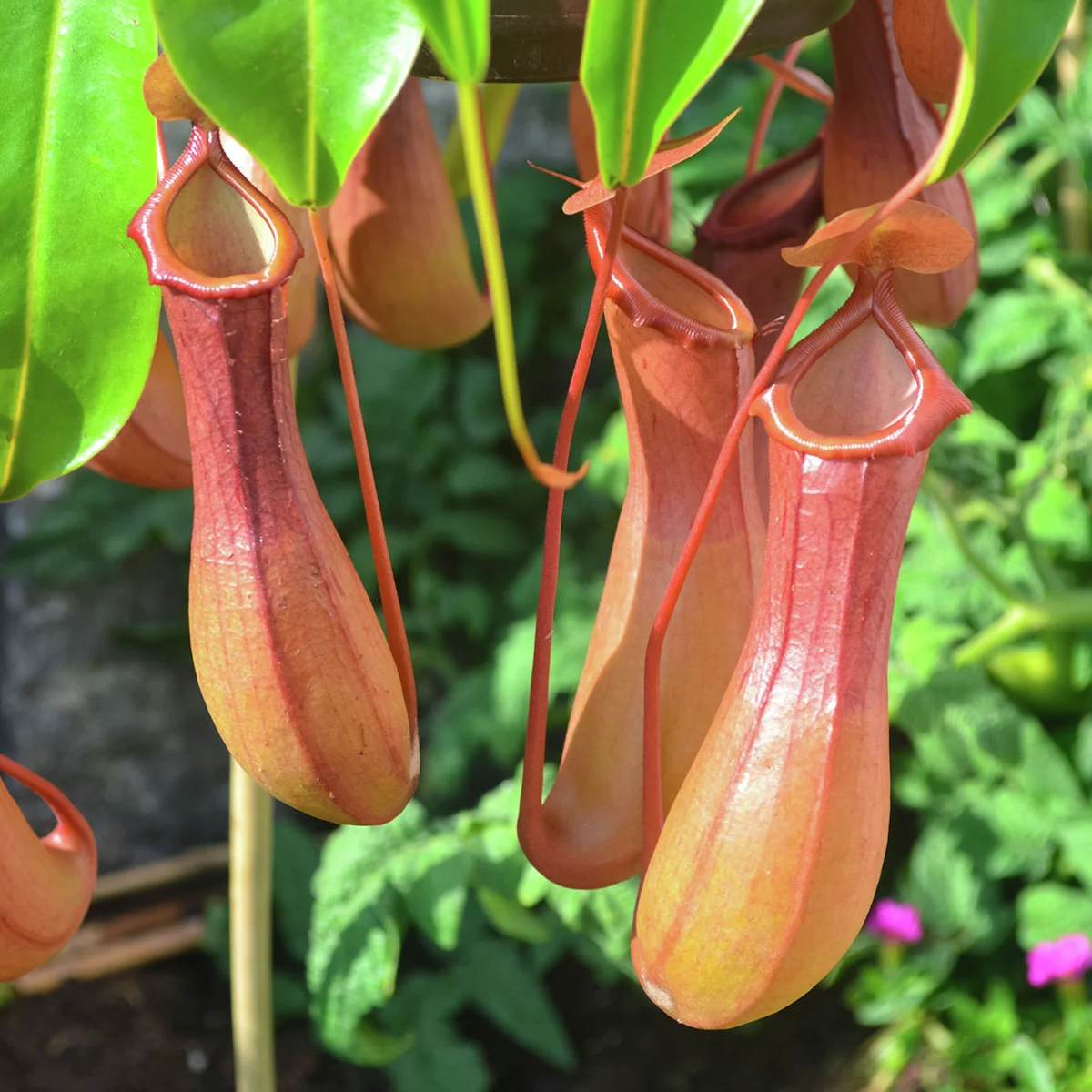 Set Fleischfressende Pflanzen