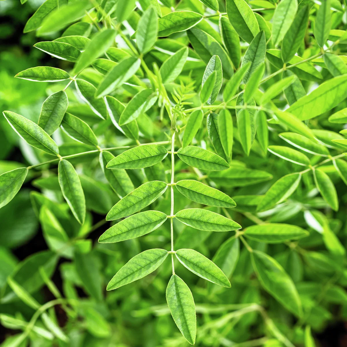 Süßholz - Lakritzesamen