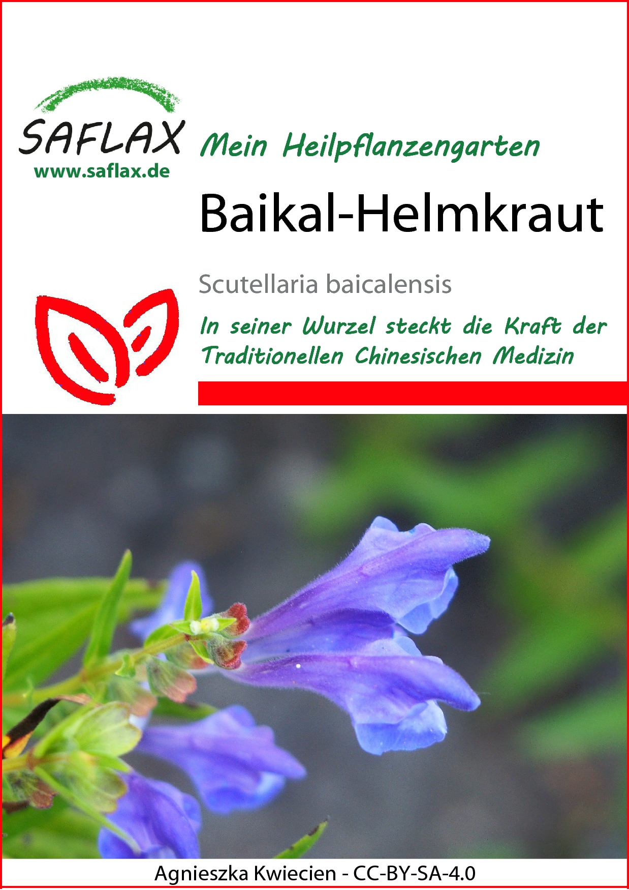 Baikal-Helmkraut - Samen