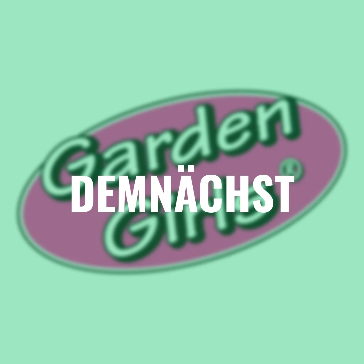 Set Knospenheide Gardengirls®, 8er-Set