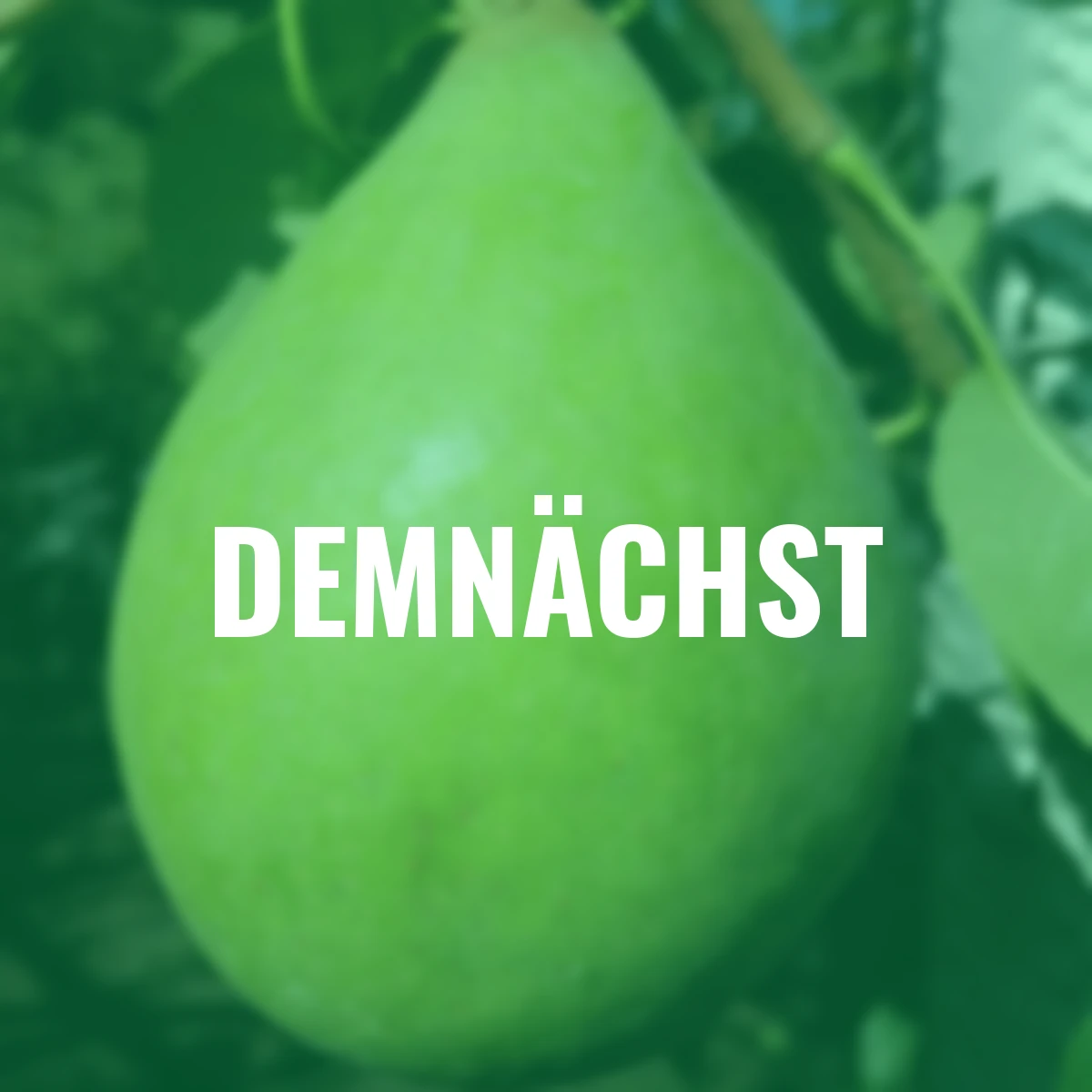 Birne Köstliche von Charneux