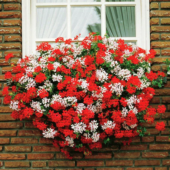 Hänge-Geranie Ville de Paris, rot