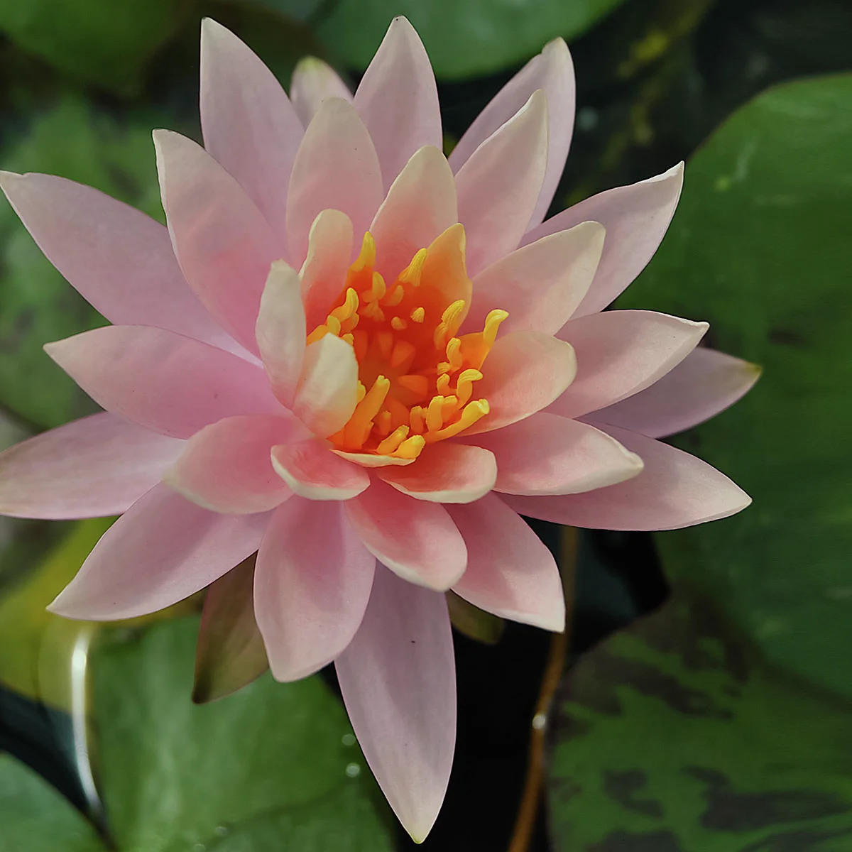 Seerose Rosennymphe, rosa