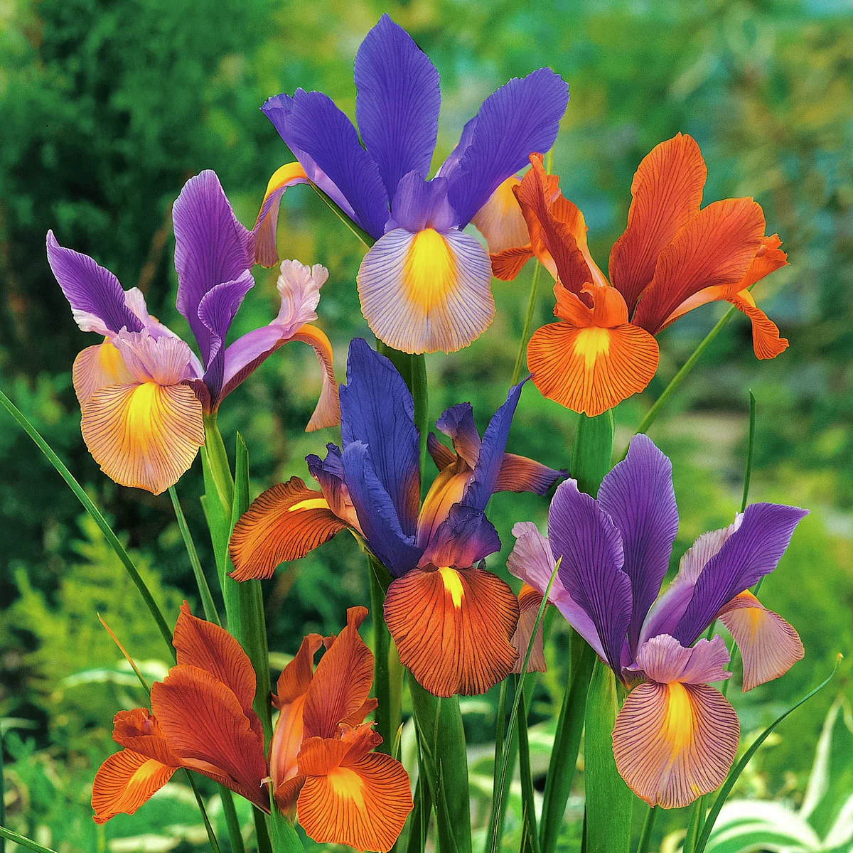 Holländische Iris Tiger Stripe Mischung