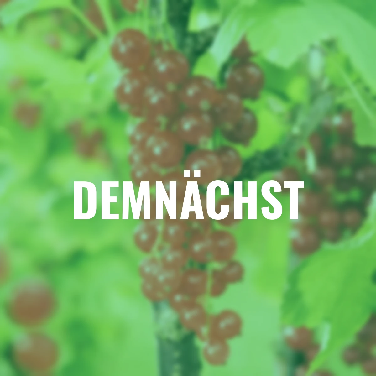 Johannisbeere Jonkheer von Tets, Hochstamm