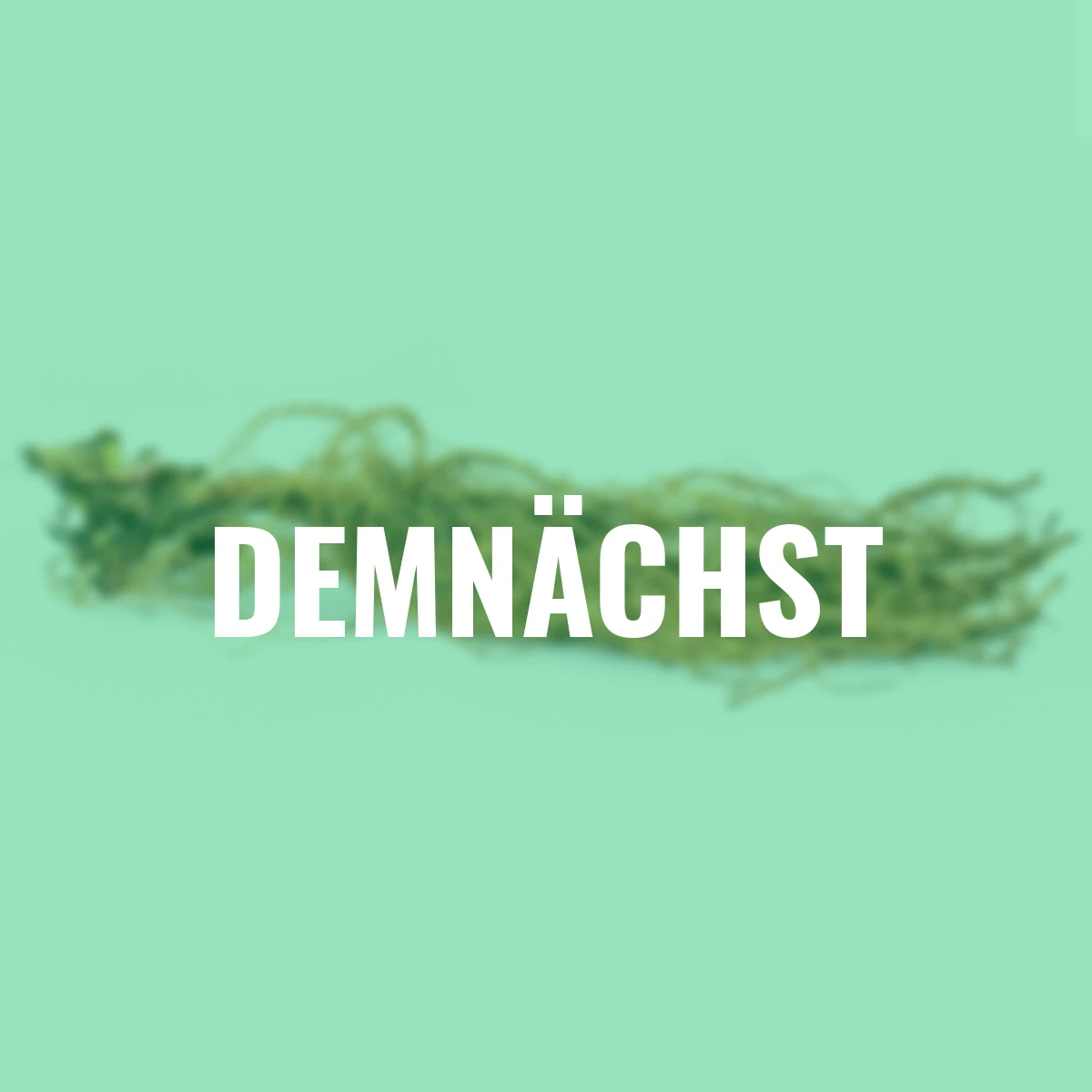 Stauden-Set Lieblings-Salbei