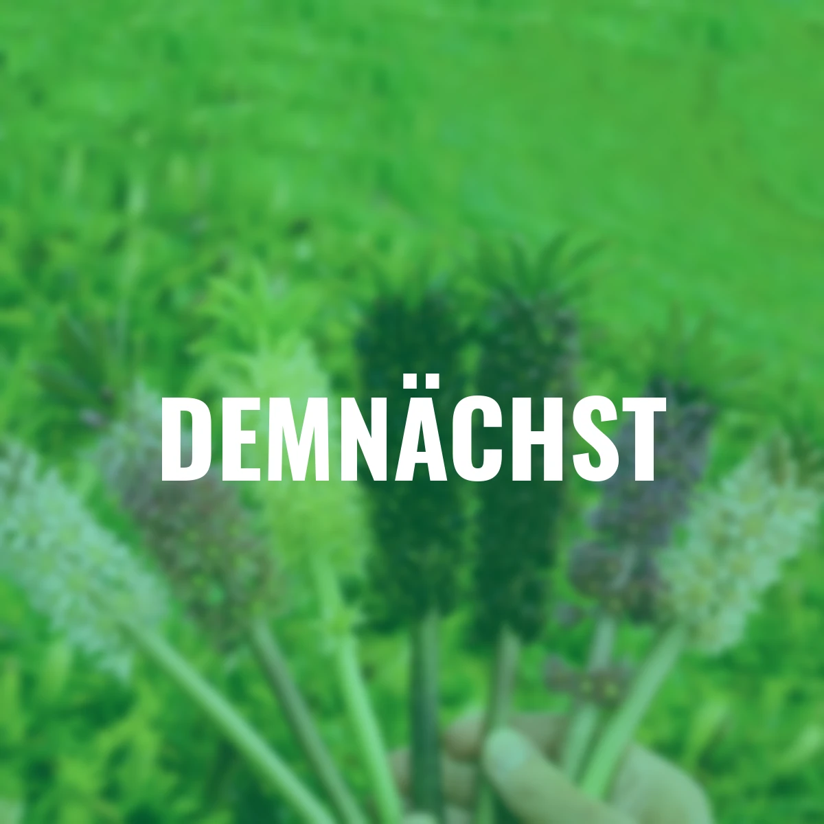 Ananaslilien Color Carnival-Mischung