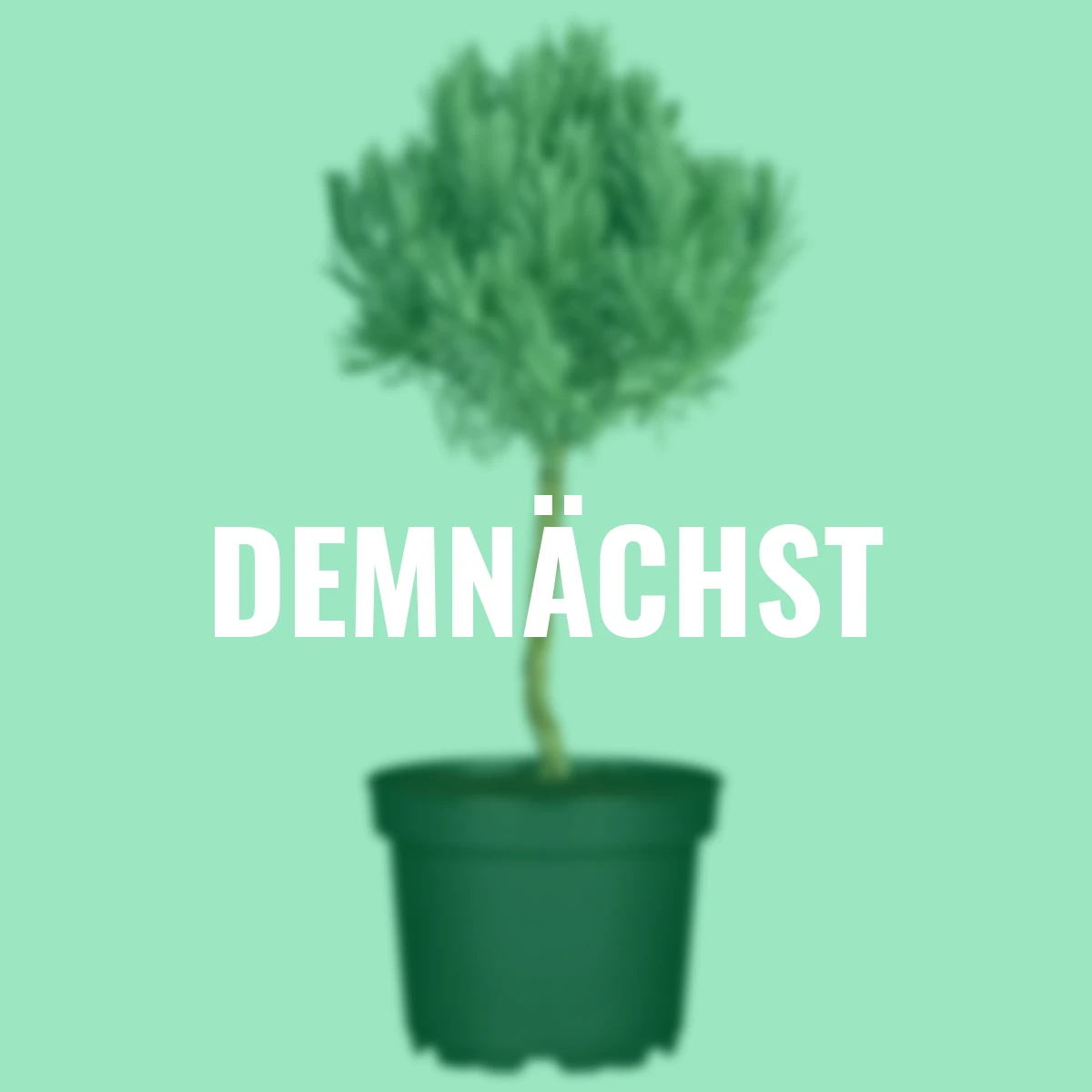 Eataliano Lavendel-Stämmchen, 14 cm-Topf