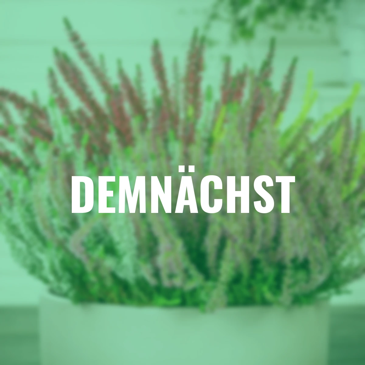 Knospenheide Beauty Ladies High-Five