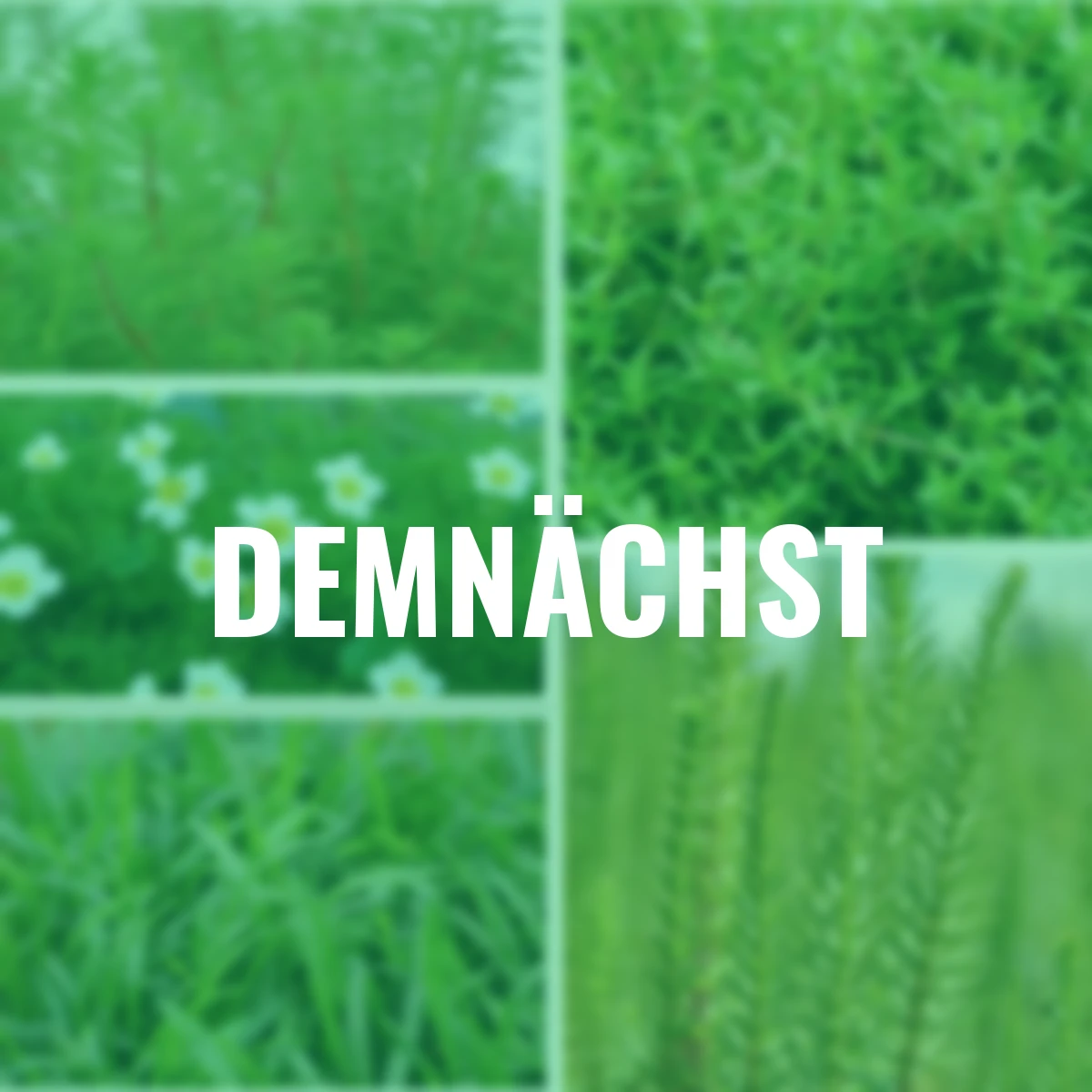 Wasserpflanzen-Set Sauerstoffquelle, Tiefwasserzone